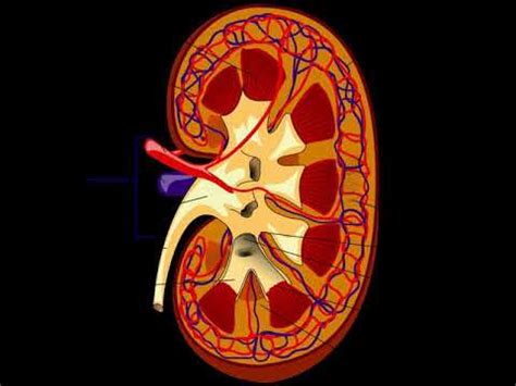 nephrologist wikipedia.